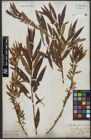 Foto von Salix triandra L. x Salix viminalis L.
